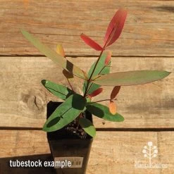 Eucalyptus Olida - Strawberry Gum -Eco Garden Shop apo strawberry gum tubestock top