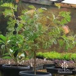 Grevillea Strawberry Pops -Eco Garden Shop apo strawberry pops grevillea motherstock pot