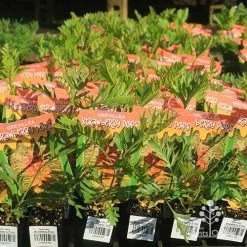 Grevillea Strawberry Pops -Eco Garden Shop apo strawberry pops grrevillea tubestock branded