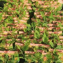 Grevillea Strawberry Pops -Eco Garden Shop apo strawberry pops grrevillea tubestock labelled