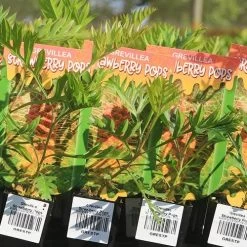 Grevillea Strawberry Pops -Eco Garden Shop apo strawberry pops grrevillea tubestock labels