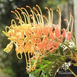 Grevillea Strawberry Pops -Eco Garden Shop apo strawberry pops july