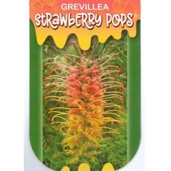 Grevillea Strawberry Pops -Eco Garden Shop apo strawberry pops label
