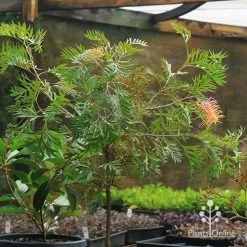 Grevillea Strawberry Pops -Eco Garden Shop apo strawberry pops motherstock pot