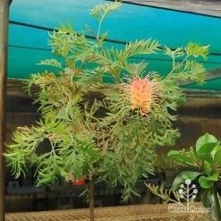 Grevillea Strawberry Pops -Eco Garden Shop apo strawberry pops motherstock young