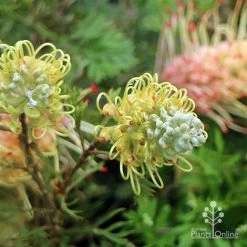 Grevillea Strawberry Sundae 15 Grevillea Strawberry Sundae -Eco Garden Shop apo strawberry sundae flowerbuds