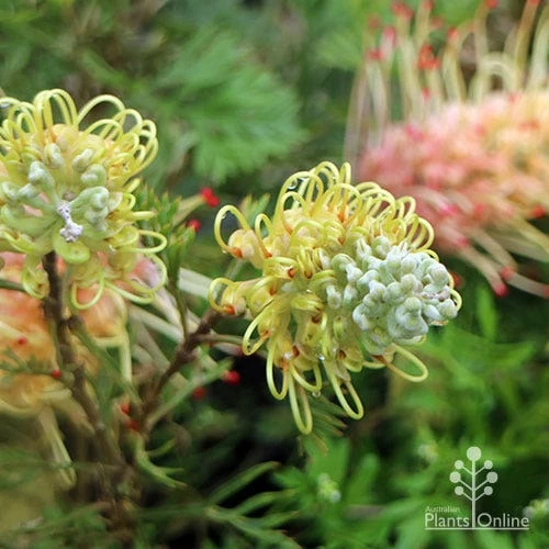 Grevillea Strawberry Sundae 8 Grevillea Strawberry Sundae - Image 8