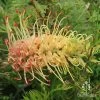 Grevillea Strawberry Sundae