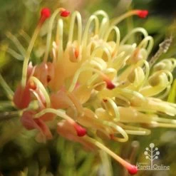 Grevillea Strawberry Sundae 12 Grevillea Strawberry Sundae -Eco Garden Shop apo strawberry sundae grevillea sun