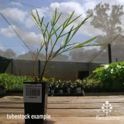 Grevillea Strawberry Sundae 10 Grevillea Strawberry Sundae -Eco Garden Shop apo strawberry sundae tubestock side