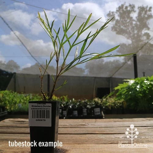 Grevillea Strawberry Sundae 3 Grevillea Strawberry Sundae - Image 3