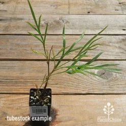 Grevillea Strawberry Sundae 14 Grevillea Strawberry Sundae -Eco Garden Shop apo strawberry sundae tubestock top