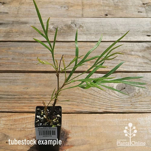 Grevillea Strawberry Sundae 7 Grevillea Strawberry Sundae - Image 7