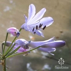 Agapanthus Streamline -Eco Garden Shop apo streamline backlit flower