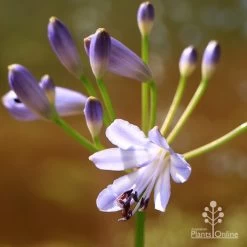 Agapanthus Streamline -Eco Garden Shop apo streamline flower closeup