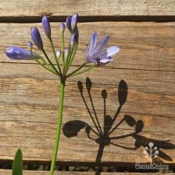 Agapanthus Streamline -Eco Garden Shop apo streamline flower shadow