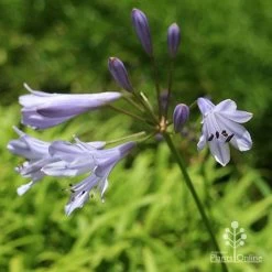 Agapanthus Streamline -Eco Garden Shop apo streamline november
