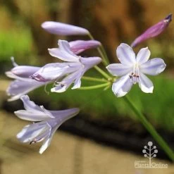 Agapanthus Streamline -Eco Garden Shop apo streamline november sun