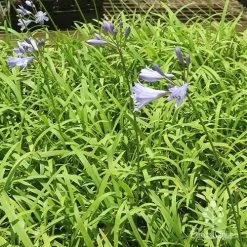 Agapanthus Streamline -Eco Garden Shop apo streamline plants