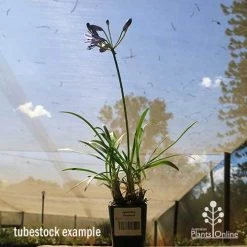 Agapanthus Streamline -Eco Garden Shop apo streamline tubestock blue sky