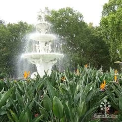 Strelitzia Reginae - Bird Of Paradise -Eco Garden Shop apo strelitzia carlton gardens