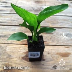 Strelitzia Reginae - Bird Of Paradise -Eco Garden Shop apo strelitzia tubestock top