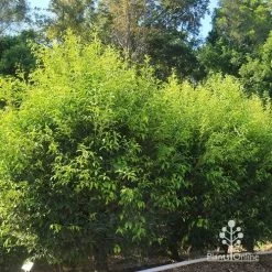 Acmena Sublime 15 Acmena Sublime -Eco Garden Shop apo sublime hedge nursery