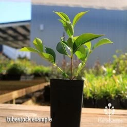 Acmena Sublime 14 Acmena Sublime -Eco Garden Shop apo sublime tubestock smaller