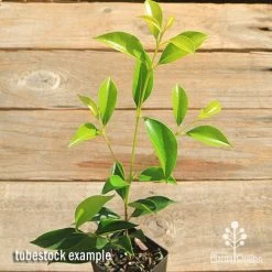 Acmena Sublime 11 Acmena Sublime -Eco Garden Shop apo sublime tubestock top