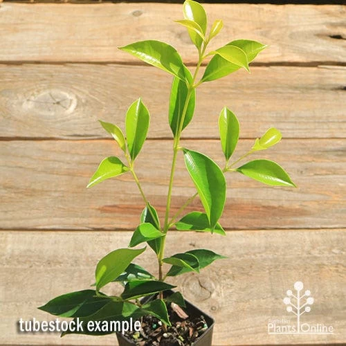 Acmena Sublime 4 Acmena Sublime - Image 4