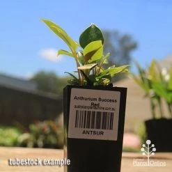 Anthurium Success Red -Eco Garden Shop apo success red anthurium tubestock small