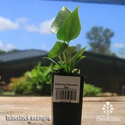 Anthurium Success Red -Eco Garden Shop apo success red tubestock