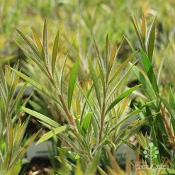 Callistemon Summer Days™ -Eco Garden Shop apo summer days callistemon foliage