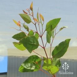 Eucalyptus Summer Scentsation - Flowering Gum -Eco Garden Shop apo summer scentsation foliage
