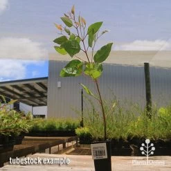 Eucalyptus Summer Scentsation - Flowering Gum -Eco Garden Shop apo summer scentsation tubestock 1