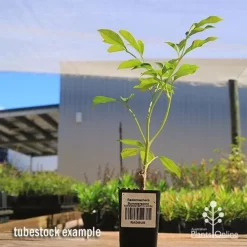 Radermachera Summerscent 5 Radermachera Summerscent -Eco Garden Shop apo summerscent tubestock