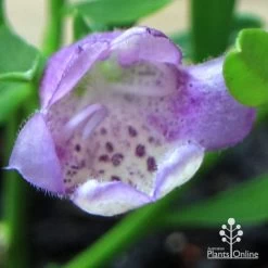 Eremophila Summertime Blue - Emu Bush 15 Eremophila Summertime Blue - Emu Bush -Eco Garden Shop apo summertime blue eremophila flower macro