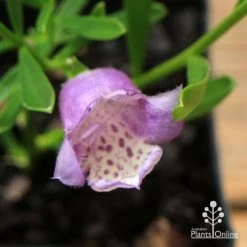 Eremophila Summertime Blue - Emu Bush