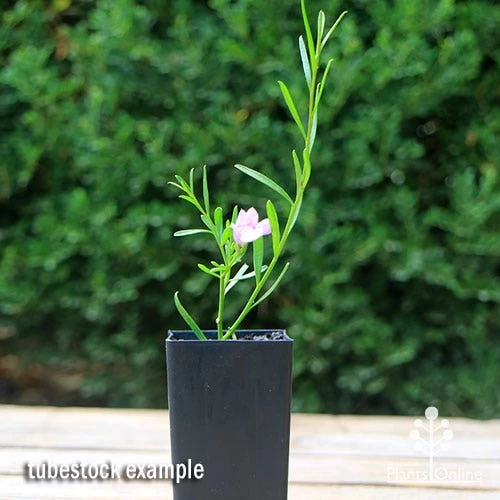 Eremophila Summertime Blue - Emu Bush 7 Eremophila Summertime Blue - Emu Bush - Image 7