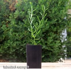 Eremophila Summertime Blue - Emu Bush 10 Eremophila Summertime Blue - Emu Bush -Eco Garden Shop apo summertime blue eremophila tubestock2