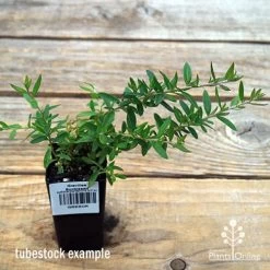 Grevillea Sunkissed -Eco Garden Shop apo sunkissed tubestock