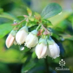 Blueberry Sunshine Blue -Eco Garden Shop apo sunshine blue blueberry flowers