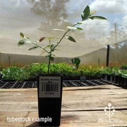 Blueberry Sunshine Blue -Eco Garden Shop apo sunshine blue tubestock side