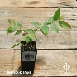 Blueberry Sunshine Blue -Eco Garden Shop apo sunshine blue tubestock top