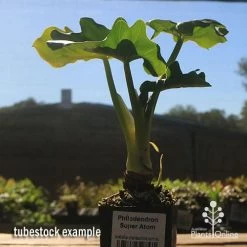Philodendron Super Atom -Eco Garden Shop apo super atom tubestock chunky