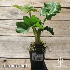 Philodendron Super Atom -Eco Garden Shop apo super atom tubestock chunky top 1
