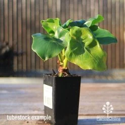 Philodendron Super Atom -Eco Garden Shop apo super atom tubestock front