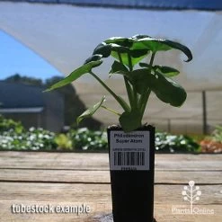 Philodendron Super Atom -Eco Garden Shop apo super atom tubestock nursery