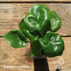 Philodendron Super Atom