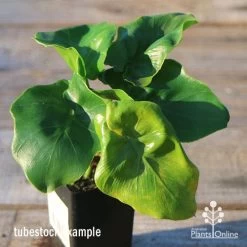 Philodendron Super Atom -Eco Garden Shop apo super atom tubestock top 1